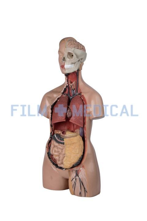 Anatomical Teaching Model 